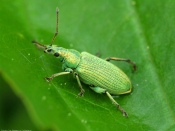 Green Beetle on Leaf