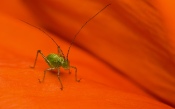 Green Grasshopper on Orange Flower