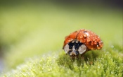 Ladybird in the Dew