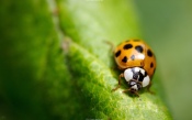 Ladybug on Leaf