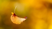 Ladybug on Yellow Leaf