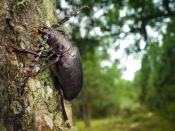 Large Beetle on Tree Trunk