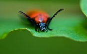 Macro Photos of a Beetle With a Mustache