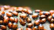 Many Ladybirds