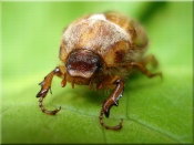 Maybug on a Leaf 1920x1440