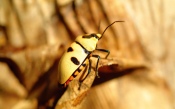 Spotted Beetle