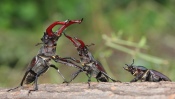 Stag Beetle, the Males Fight for Females
