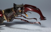 Stag Beetle