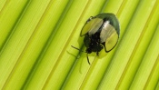 Bug on Leaf