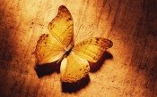 Big Yellow Butterfly