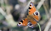 Butterfly Peacock Eye