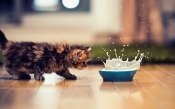 Kitten and a Bowl of Milk