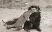 Cat Embraces a Dog