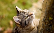 Cat on a Tree