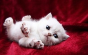 Funny Little White Kitten