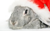 Gray Hare in the Santa Claus Hat