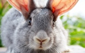 Grey Long-Eared Rabbit