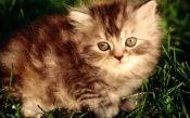 Little Kitty on the Grass