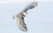 North Owl in Flight