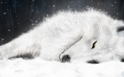 Painted White Wolf