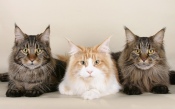 Three Cat Maine Coon