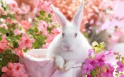 White Rabbit in Flowers