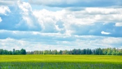 Summer, The Green Meadow, The Sky