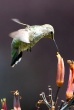 Hummingbird Drink Nectar
