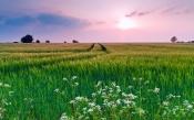 Evening Sunset Sky, Green Field