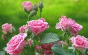 Pink Roses