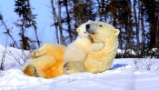 Polar Bear Playing With Cub