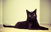 A Beautiful Black Cat