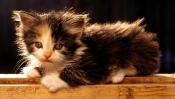 A Little Fluffy Kitten