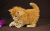 A Little Fluffy Red Kitten