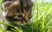 A Tiny Kitten in Green Grass