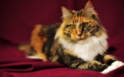 Beautiful Maine Coon