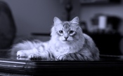 Cat, black and white photo