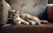 Fluffy Cat in a Chair