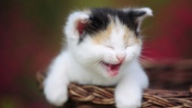 Funny Cat