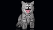 Funny Gray Kitten