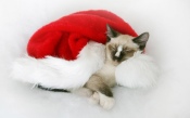 Siamese Cat in the Hat of Santa Claus