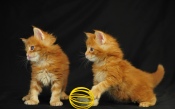 Two Red Kitten