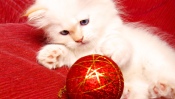 White Cat and Christmas Ball