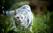 Cat in the Grass