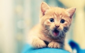 Cute Red Kitten