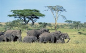 A Herd of Elephants in the Savannah