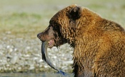 Bear Eating Salmon