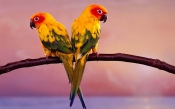 Beautiful Parakeets