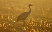 Bird at Sunset