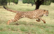Cheetah in the Jump